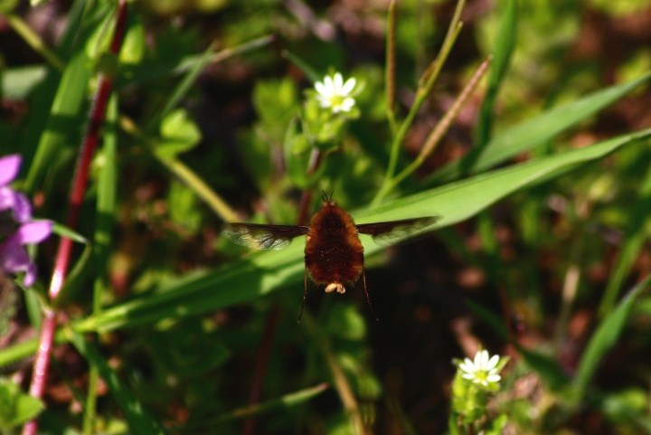 Bombylius major